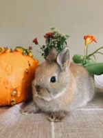 Oriana Netherland Dwarf bunny for sale