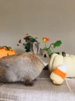 Oriana Netherland Dwarf bunny for sale