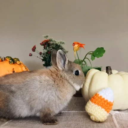 Oriana Netherland Dwarf bunny for sale