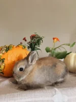 Oriana Netherland Dwarf bunny for sale