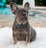 PACMAN - LILAC FRENCH BULLDOG PUPPY FOR SALE