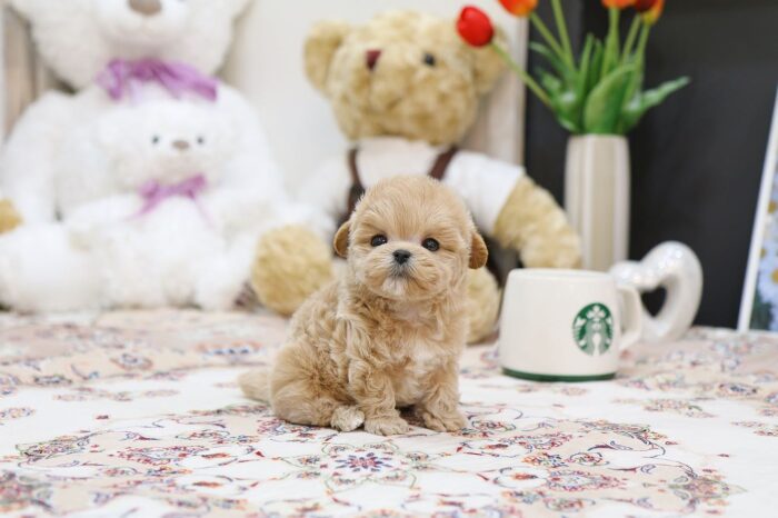 Paris - Teacup Poodle Puppy For Sale