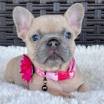 PEPPER - BLUE FAWN FRENCH BULLDOG PUPPY FOR SALE