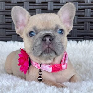 PEPPER - BLUE FAWN FRENCH BULLDOG PUPPY FOR SALE