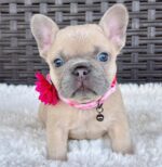 PEPPER - BLUE FAWN FRENCH BULLDOG PUPPY FOR SALE