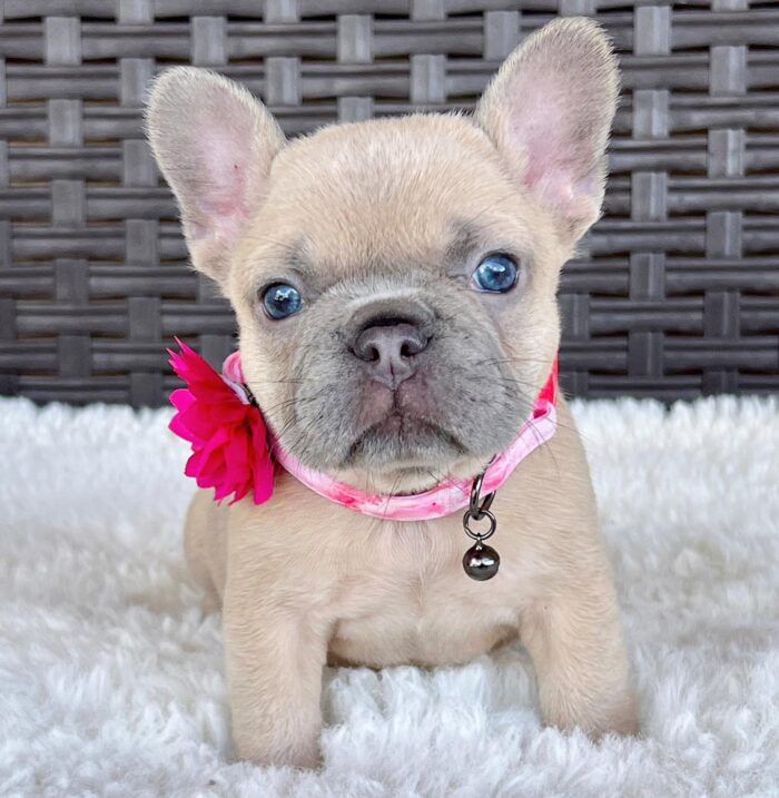 PEPPER - BLUE FAWN FRENCH BULLDOG PUPPY FOR SALE