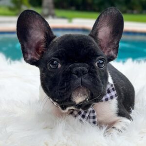 PERLA - BLACK-AND-WHITE FRENCH BULLDOG PUPPY FOR SALE