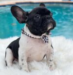 PERLA - BLACK-AND-WHITE FRENCH BULLDOG PUPPY FOR SALE