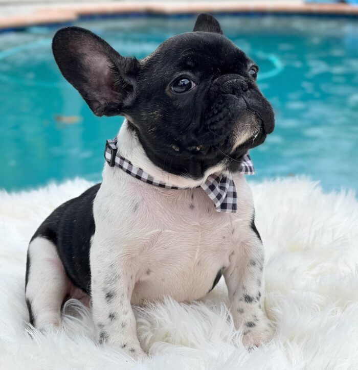 PERLA - BLACK-AND-WHITE FRENCH BULLDOG PUPPY FOR SALE