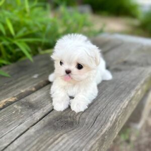 PLUTO - MALTESE PUPPY FOR SALE FOR SALE