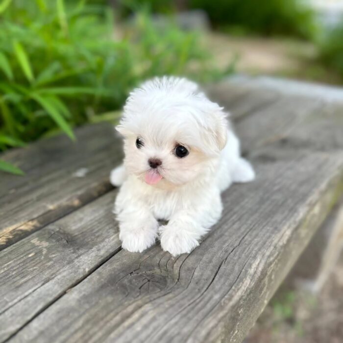 PLUTO - MALTESE PUPPY FOR SALE FOR SALE