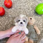 PORSHA - MALTIPOO PUPPY FOR SALE