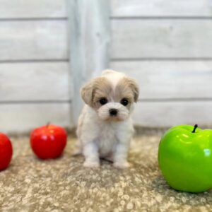 PORSHA - MALTIPOO PUPPY FOR SALE