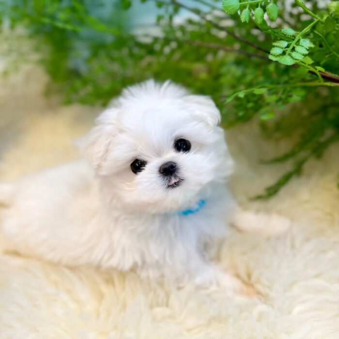 RAINY - MALTESE PUPPY FOR SALE FOR SALE