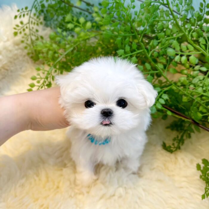 RAINY - MALTESE PUPPY FOR SALE FOR SALE