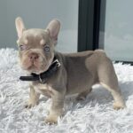 RHINO - NEW SHADE ISABELLA FRENCH BULLDOG PUPPY FOR SALE 1