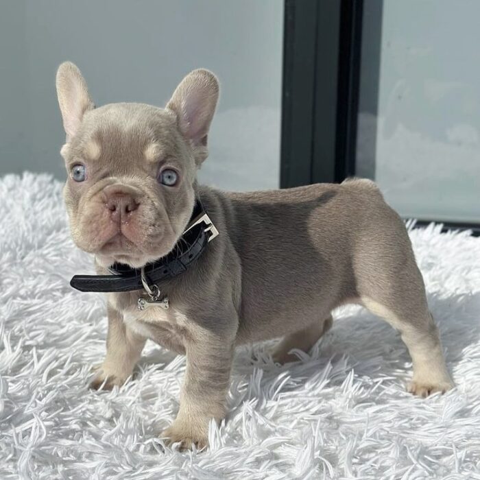 RHINO - NEW SHADE ISABELLA FRENCH BULLDOG PUPPY FOR SALE 1