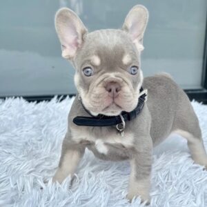RHINO - NEW SHADE ISABELLA FRENCH BULLDOG PUPPY FOR SALE