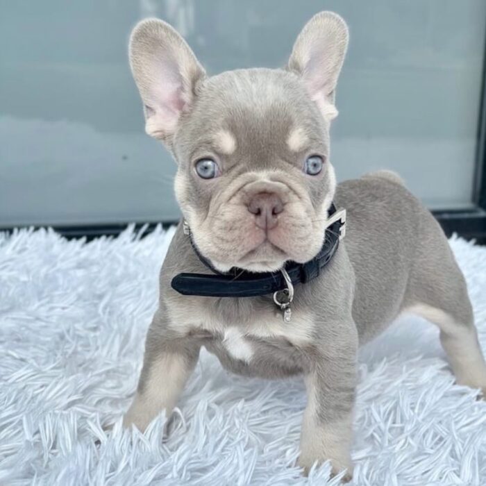 RHINO - NEW SHADE ISABELLA FRENCH BULLDOG PUPPY FOR SALE