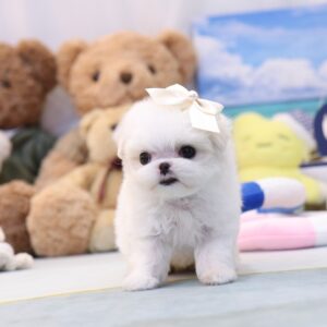 Scecilia - Teacup Maltese Puppy For Sale