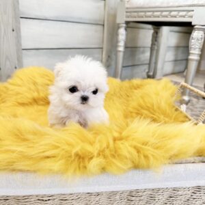 SKITTLES - MALTESE PUPPY FOR SALE