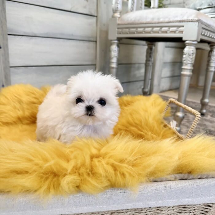 SKITTLES - MALTESE PUPPY FOR SALE