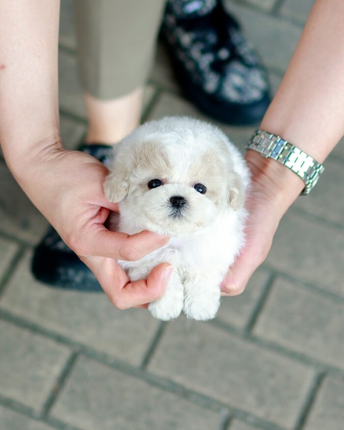 SPICE - TEACUP MALTIPOO PUPPY FOR SALE