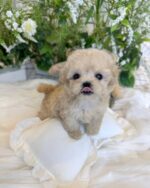 STELLA - MALTIPOO PUPPY FOR SALE
