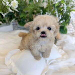 STELLA - MALTIPOO PUPPY FOR SALE