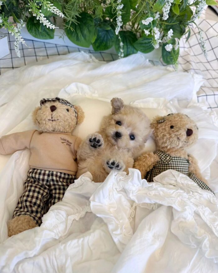 STELLA - MALTIPOO PUPPY FOR SALE