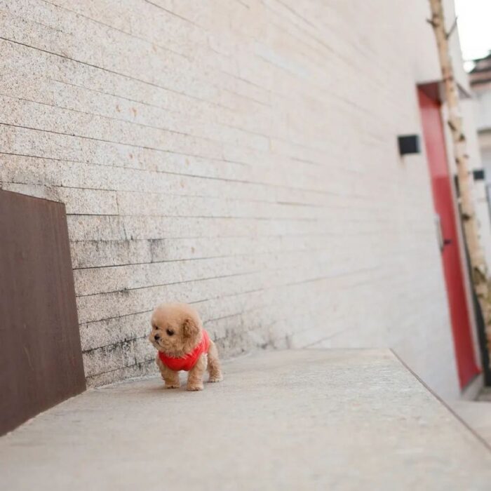 SYDNEY - TEACUP POODLE PUPPY FOR SALE