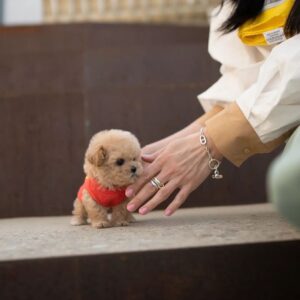 SYDNEY - TEACUP POODLE PUPPY FOR SALE
