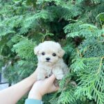 TOOTSIE - MALTIPOO PUPPY FOR SALE