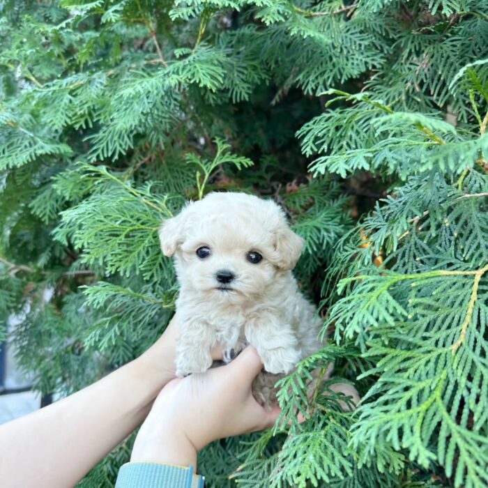 TOOTSIE - MALTIPOO PUPPY FOR SALE