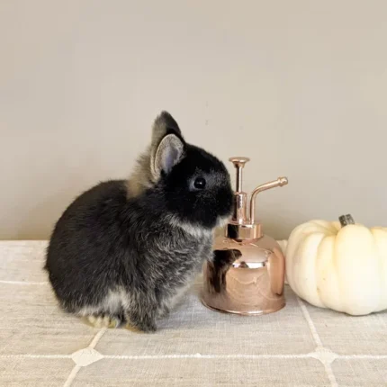 Vivian Baby rabbit Netherland Dwarfs For Sale