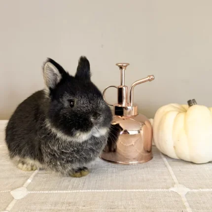 Vivian Baby rabbit Netherland Dwarfs For Sale