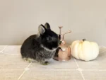 Vivian Baby rabbit Netherland Dwarfs For Sale