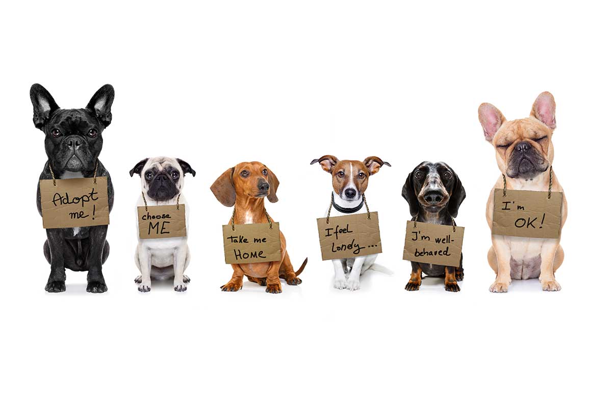 Pet Adoption FAQs