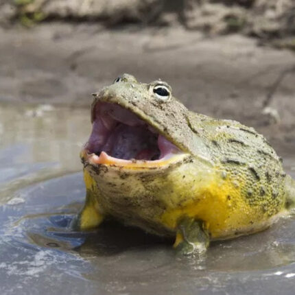 African Bullfrog