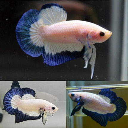 Blue Rim Betta Female