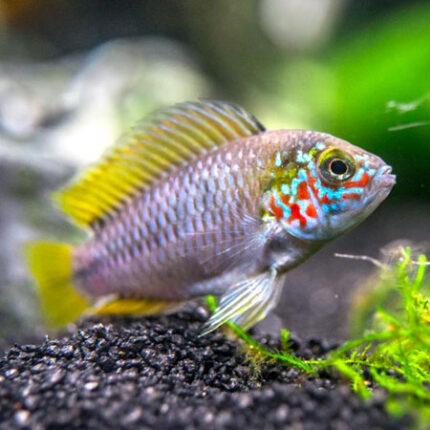 Borelli Opal Apistogramma