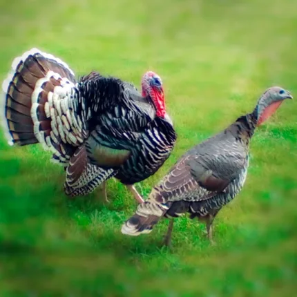 Bronze Heritage Standard Turkey Poults for sale : Majestic!