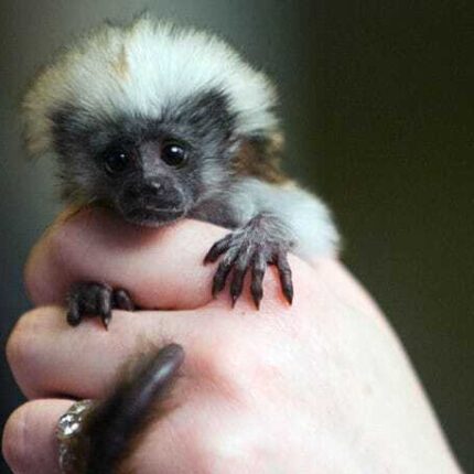 Buy Tamarin Monkey Yeni For Sale