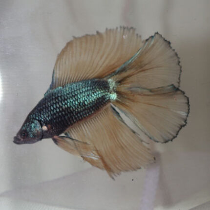 Double Tail Halfmoon Male Fighter (Mix Colours)