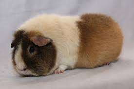 Guinea Pig Rex