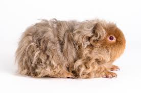 Guinea Pig Texel