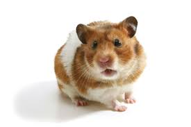 Hamster Teddy Bear