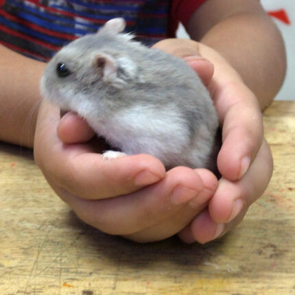 Hamster Winter White