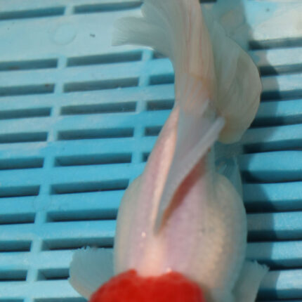 High Grade Oranda Premium 15-18cm (CF9) (Click for Video)