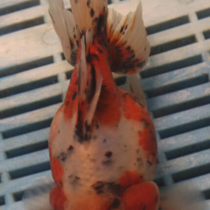 High Grade Oranda Premium 15-18cm (TQ1) (Click for Video)